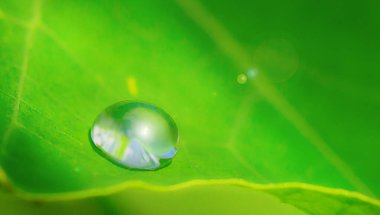 Yeşil bir yaprağın üzerinde büyük bir damla su