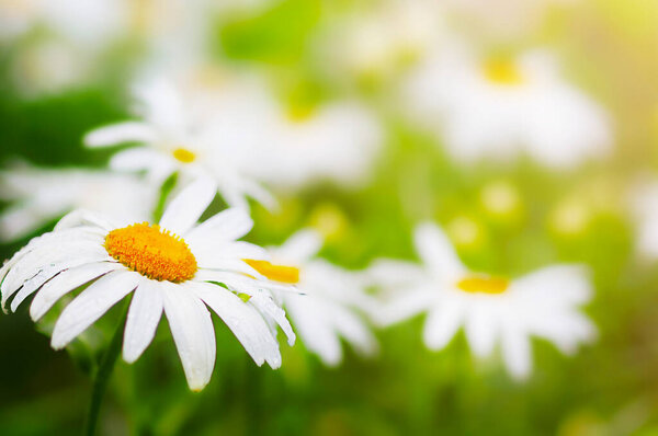 chamomile in the sun, floral background, selective focus