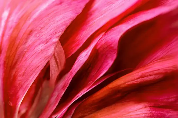 Şakayık çiçeğinin canlı pembe taçyaprakları.