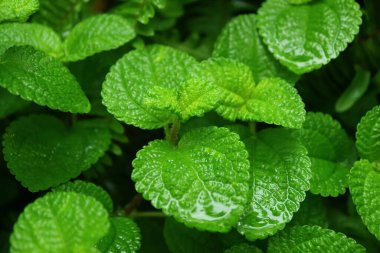 Yağmurdan sonra canlı yeşil nane yapraklarının kapatılması