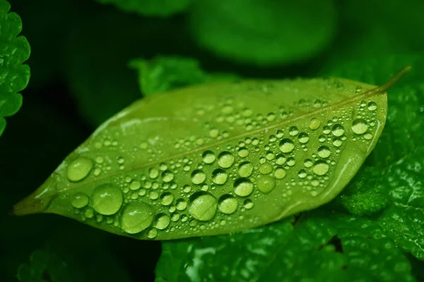 Großaufnahme Von Kristallklaren Wassertropfen Auf Einem Lebendigen Grünen Blatt — Stockfoto