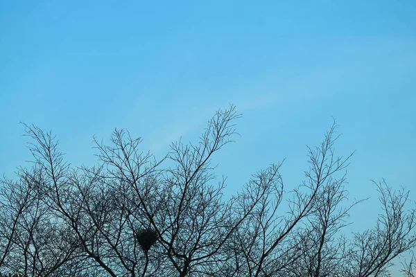Сухие Ветви Деревьев Против Яркого Голубого Неба — стоковое фото