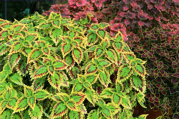 Levendige Color Painted Nettle Heester Coleus Plant Een Tropische Tuin — Stockfoto