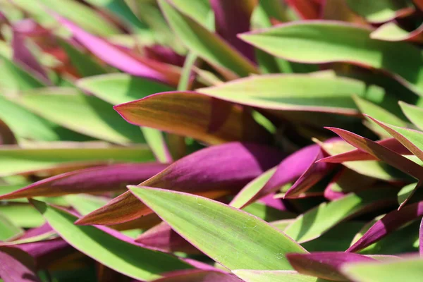 Amazing Green Purple Leaves Boat Lily Oyster Plants Sunlight — Stok Foto