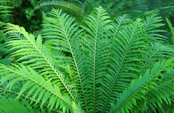 Żywe Zielone Liście Paproci Tropikalnym Ogrodzie — Zdjęcie stockowe