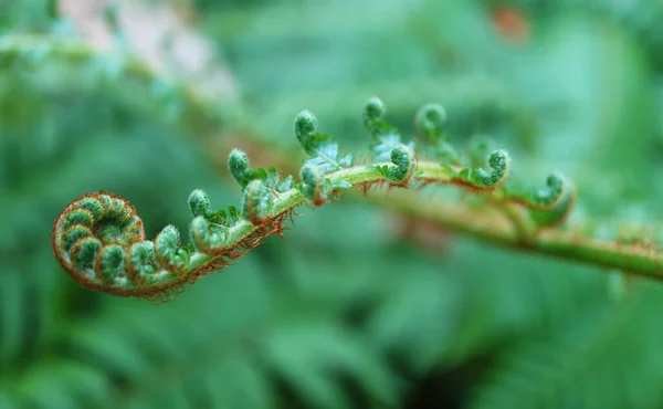 Closeup Amazing Unrolling Young Fern Leaves — Stock Photo, Image