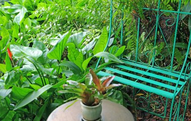 Teksas Çamur Bebek bitkilerinin tropik bir bahçede dövdüğü boş turkuaz döşeme