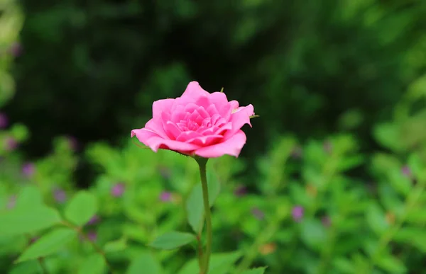 Κλείσιμο Ενός Όμορφου Cerise Pink Bourbon Rose Ανθίζει Στον Κήπο — Φωτογραφία Αρχείου