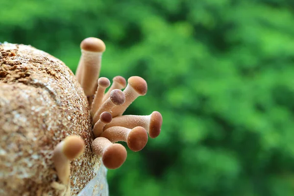 Closeup Poplar Mushroom Velvet Pioppini Yanagi Matsutake Pin Heads Growing — стокове фото
