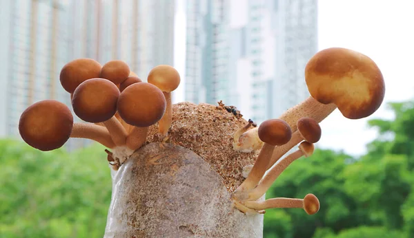 成熟期と未熟期のポプラのキノコの閉鎖都市住宅植物として菌糸体ブロックで成長 — ストック写真