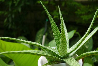 Tespit edilmiş Form Aloe Vera Var. Chinensis Bahçedeki Bitki