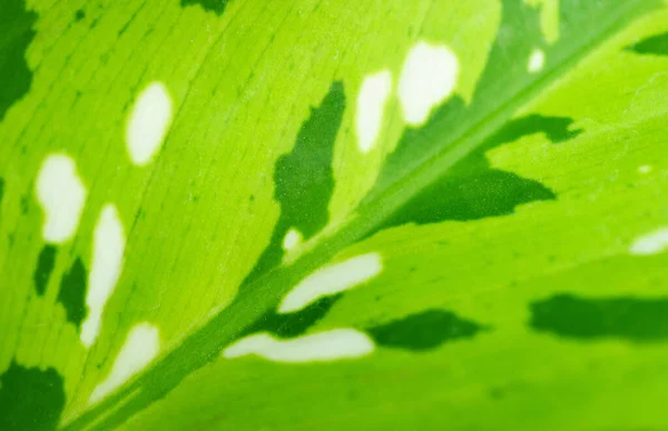 Lebendiges Grünes Blatt Mit Schönem Muster Von Leopardenlilie Oder Dieffenbachia — Stockfoto