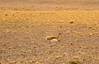 Mother and Baby Wild Vicunas Güney Amerika 'nın Antofagasta bölgesindeki Los Flamencos Ulusal Rezervi' nin Arid Çölü 'nde dinleniyor.