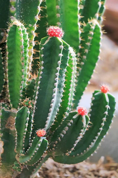 Vibrante Red Moon Cactus Gymnocalycium Mihanovichii Grafted Hylocereus Rootstock — Fotografia de Stock