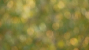 Bulanık yapraklı altın yeşili bokeh güneş ışığında parıldıyor.