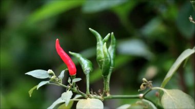Ağaçta olgunlaşan yeşil ve kırmızı kuş gözü biberi veya Tayland acı biberi demeti.