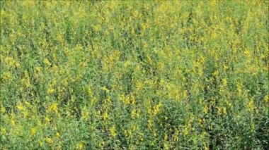 Güneş Işığındaki ve Rüzgardaki Güzel Güneş keneviri Tarlası