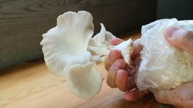 Yetişkin Hint İstiridye Mantarları Ev Bitkisi Olarak Yetiştirildi