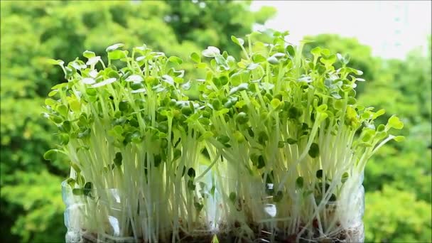 Hand Besproeien Hydroponic Kaiware Daikon Microgreen Grown Indoor Houseplants — Stockvideo