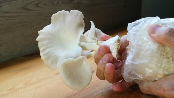 Colheita Mão Homem Matured Indian Oyster Mushrooms Grown Houseplant — Vídeo de Stock
