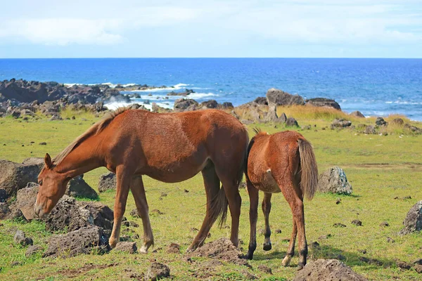 Para Dorosłych Małych Dzikich Koni Wypasanych Łące Wyspy Wielkanocnej Wybrzeże — Zdjęcie stockowe