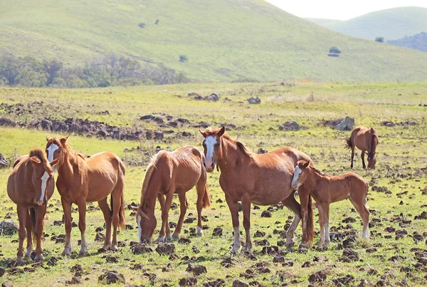Hjord Vilda Hästar Betar Ängen Med Ett Sömnigt Föl Lutad — Stockfoto