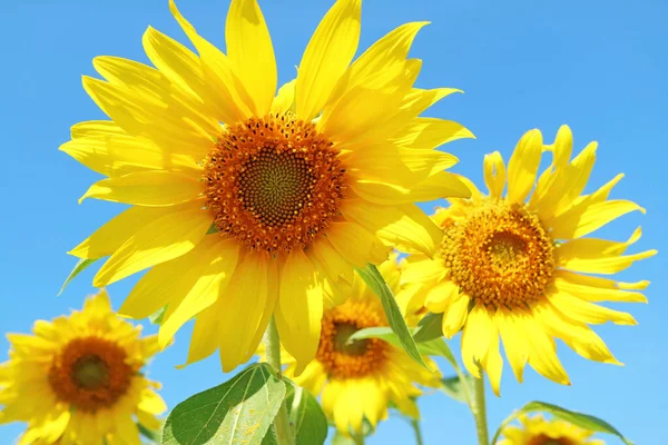 stock image Group of Vivid Yellow Sunflowers Blossoming in the Sunshine Field