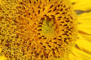 Ayçiçeğinin Disk Çiçeklerinin Şaşırtıcı Detayları