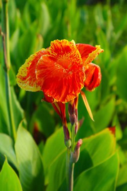 Canlı Orange Canna Lily Çiçeği Bahçede Çiçek Açar