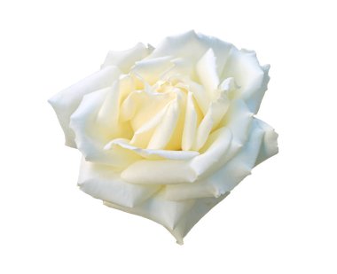 Beyaz Arkaplanda Çiçekli Beyaz Gül