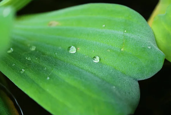Closeup Leaf Hairy Surface Nile Cabbage Pistia Plant Water Droplets — Stock Photo, Image