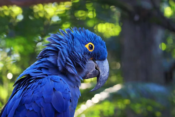 Egy Gyönyörű Élénk Kék Jácint Arapagáj Elmosódott Zöld Erdővel Háttérben — Stock Fotó