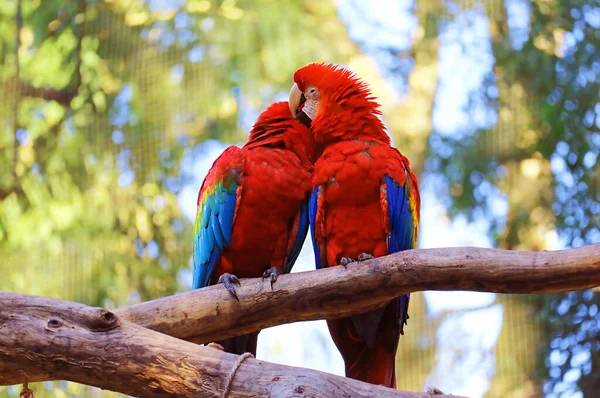 Romantic Scarlet Macaw Preening Its Partner Tree Foz Iguacu Brasile — Foto Stock