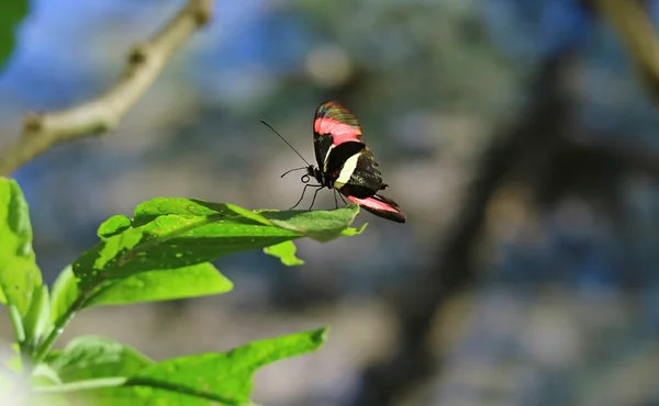 Papillon Heliconius Noir Rose Accrocheur Reposant Sur Feuille Arbre — Photo