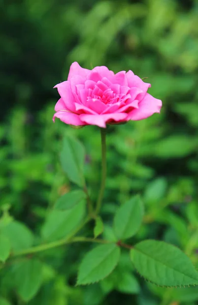Κλείσιμο Ενός Πανέμορφου Cerise Pink Bourbon Rose Blossoming Στον Κήπο — Φωτογραφία Αρχείου