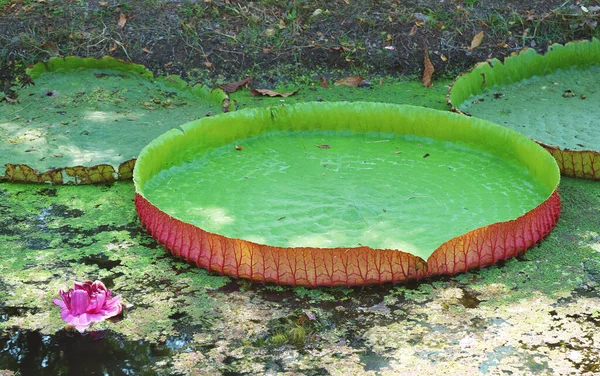 Amazing Giant Water Lily Pads of Victoria Amazonica in a Duckweed Covered Pond