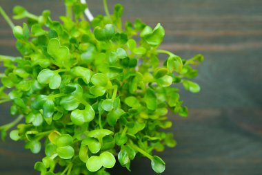 Japon Turp Mikro Yeşilleri ya da Kaiware Daikon Hasata Hazır