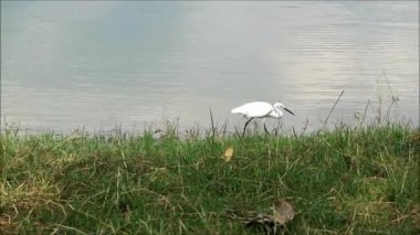 Lakeshore 'da otlayan bir sığırın görüntüsü.