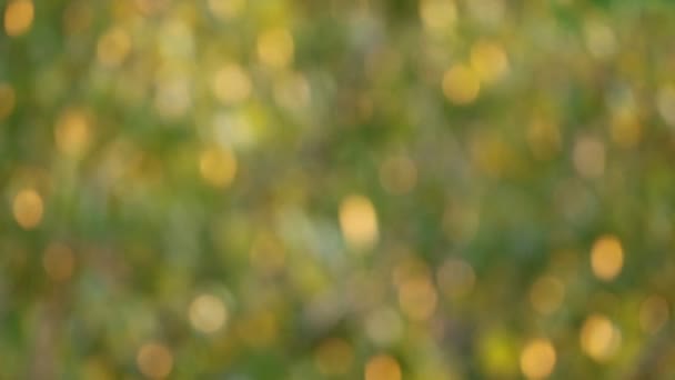 抽象模糊的金色绿叶在阳光下闪闪发光的影像 — 图库视频影像
