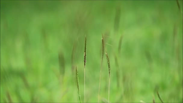 Filmagem Flores Verdes Grama Selvagem Vento Suave — Vídeo de Stock