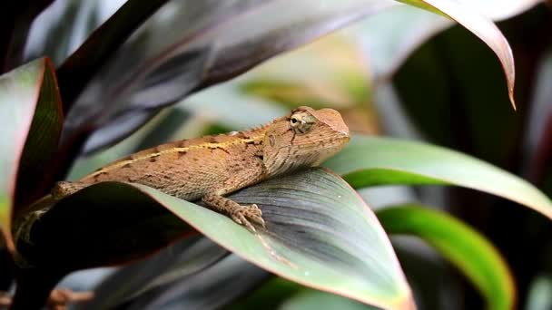 Footage Brown Chameleon Relaxing Green Foliage — Stock Video