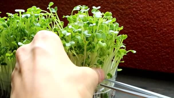 Záběry Sklizně Daikon Kaiware Hydroponické Mikrozeleně Pěstované Jako Jedlé Rostliny — Stock video