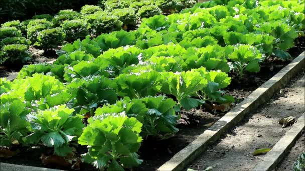 Filas Kales Verdes Metraje Luz Del Sol — Vídeo de stock