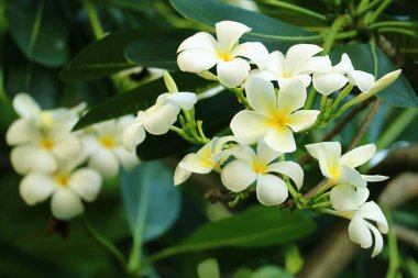 Güzel Frangipani Çiçekleri Ağaca Çiçek Açar