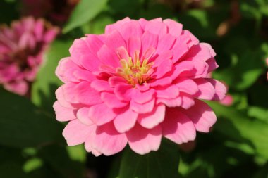 Closeup of a Gorgeous Pink Zinnia Flowers Blossoming in the Sunlight
