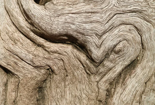 Closeup of an Artistic Texture and Pattern of Tree Trunk