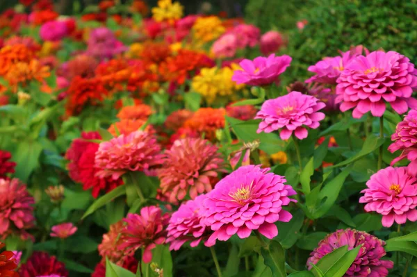 Beautiful Zinnia Flowers in Color Variation Blossoming in the Garden