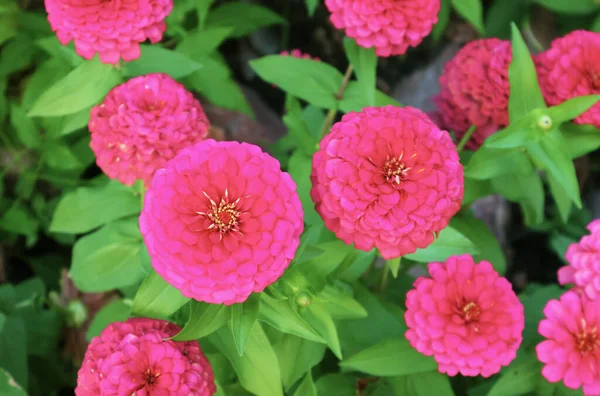 Top View of Stunning Hot Pink Blooming Zinnia Flowers
