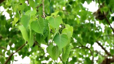 Footage of Beautiful Bodhi Tree Foliage in the Gentle Wind