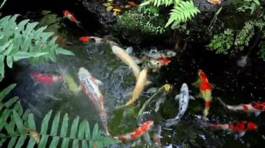 Footage of a School of Beautiful Amur Carp Swimming in a Koi Pond